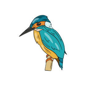 Kingfisher bird clipart