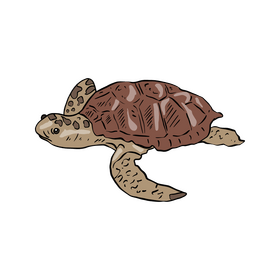 Sea turtle clipart