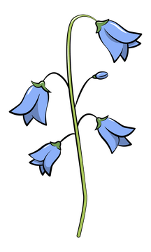 Bluebell clipart