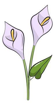 Calla-lily vector - for free download