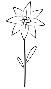 Edelweiss black and white clipart