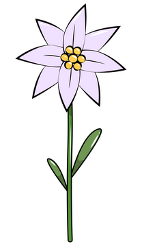Edelweiss clipart