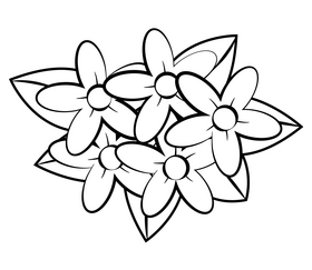 Jasmine black and white clipart