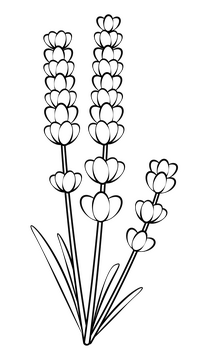 Lavender black and white clipart