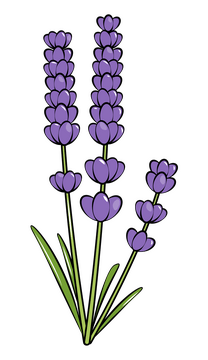 Lavender clipart