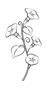 Morning glory black and white clipart