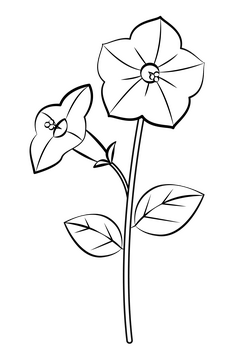 Petunia black and white clipart