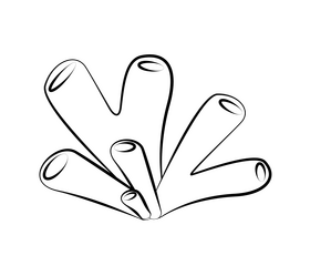 Coral black and white clipart