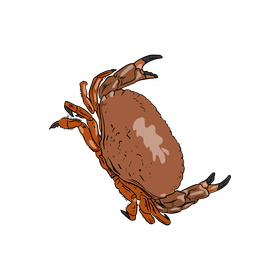 Crab cartoon clipart