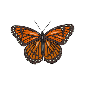 Butterfly cartoon clipart