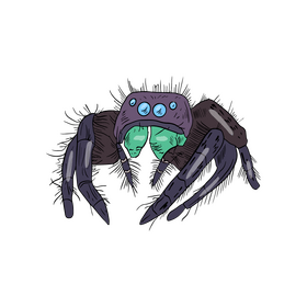 Spider cartoon clipart