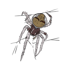 Spider cartoon clipart
