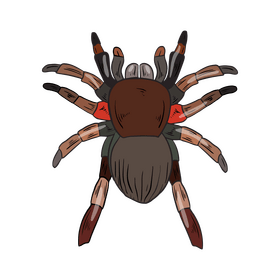 Free spider drawing clipart