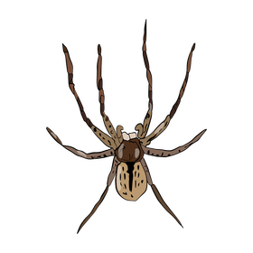 Spider cartoon clipart