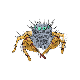 Spider clipart