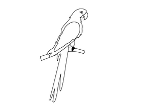 Parrot black and white clipart