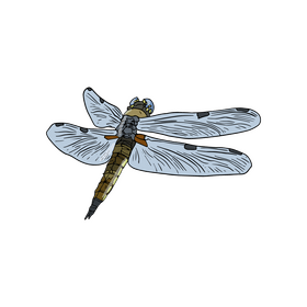 Dragonfly clipart
