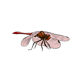 Pink dragonfly illustration clipart