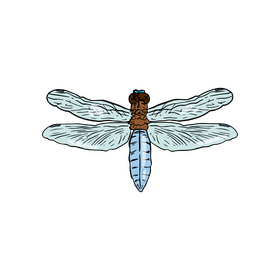 Free dragonfly clipart
