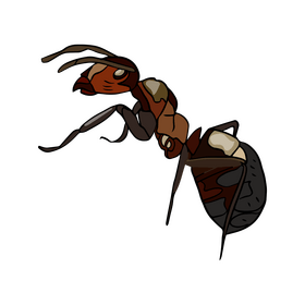 Free ant clipart