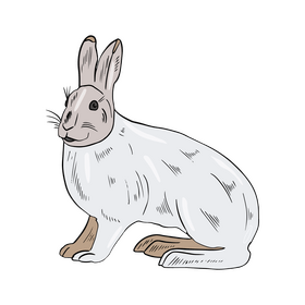 White hare clipart