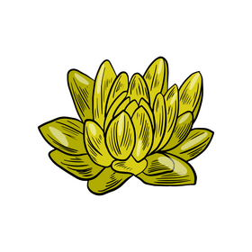 Free plant illustration clipart