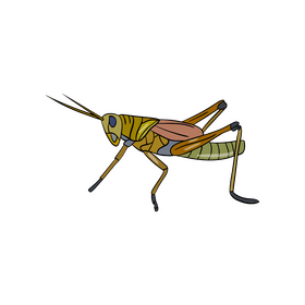 Locust illustration clipart