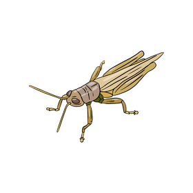 Locust clipart
