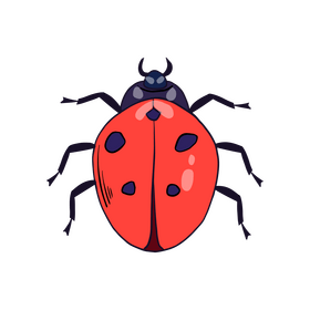 Ladybug clipart