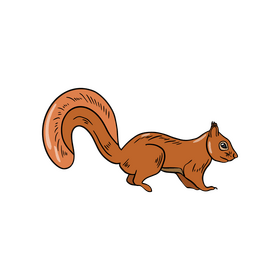 Squirrel cartoon clipart