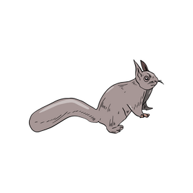 Gray squirrel drawing clipart