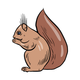 Squirrel clipart