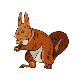 Cute squirrel cartoon clipart