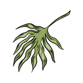 Tropical leaf clipart