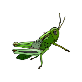 Grasshopper illustration clipart