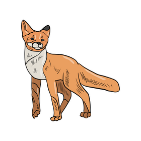 Fox illustration clipart