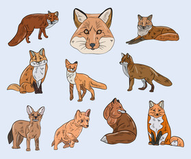 Fox vector