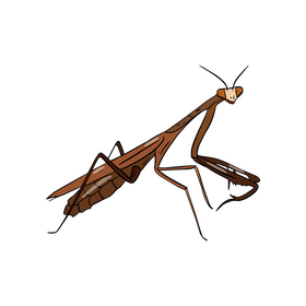 Mantis clipart