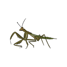 Free mantis drawing clipart