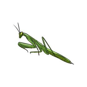 Mantis clipart