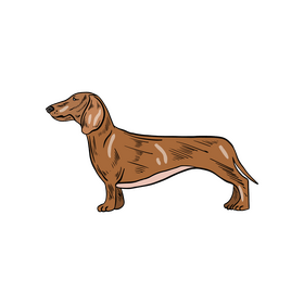 Dachshund dog illustration clipart