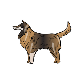 Collie dog clipart
