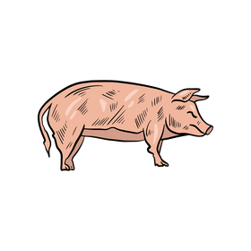 Pig clipart