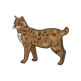 Free cat, pet clipart