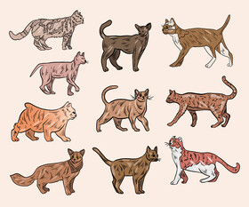 Cats animals vector