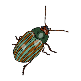 Beetle cartoon clipart