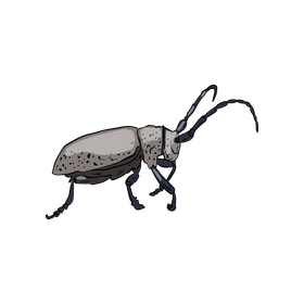 Beetle drawing clipart