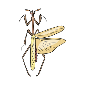 Mantis clipart