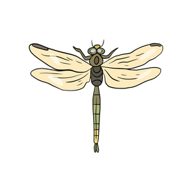 Dragonfly clipart