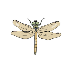 Dragonfly clipart